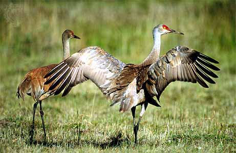 Crane (Blekok)