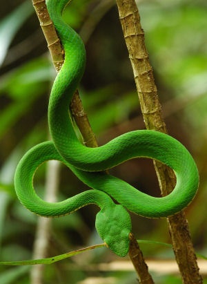 Snake (Oeler)